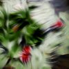 Waterlilies.kleinesFormat